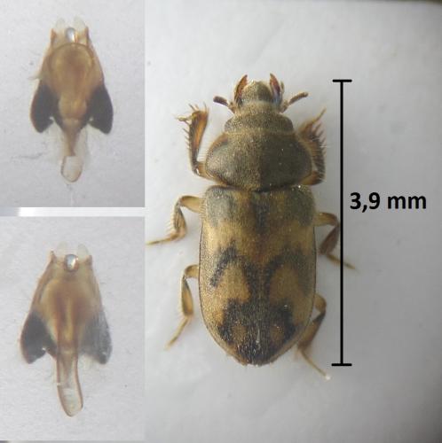 Heterocerus aragonicus